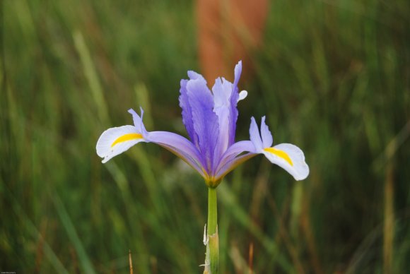 suivi Iris xiphium