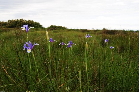 suivi Iris xiphium