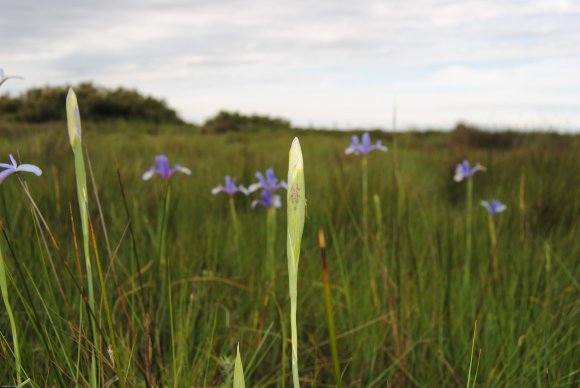 suivi Iris xiphium