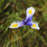 suivi Iris xiphium