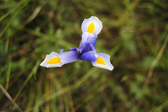 suivi Iris xiphium