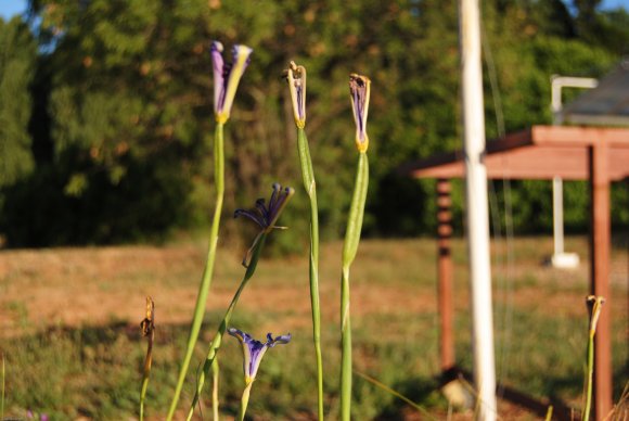 suivi Iris xiphium