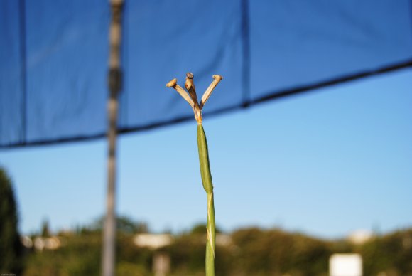 suivi Iris xiphium