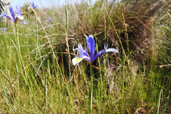 suivi Iris xiphium