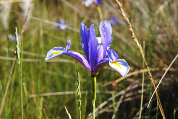 suivi Iris xiphium