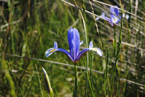 suivi Iris xiphium