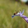 suivi Iris xiphium