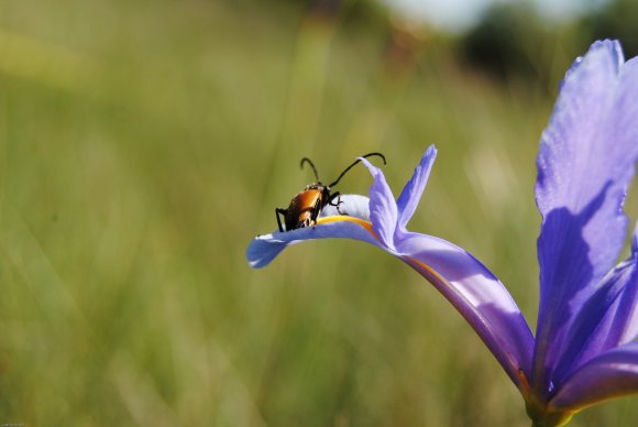 suivi Iris xiphium