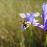 suivi Iris xiphium