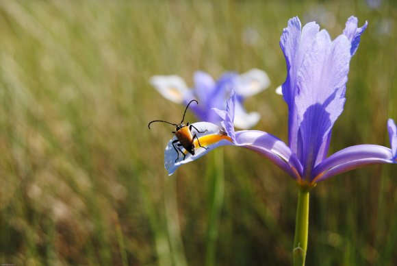 suivi Iris xiphium