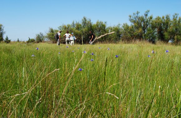 suivi Iris xiphium