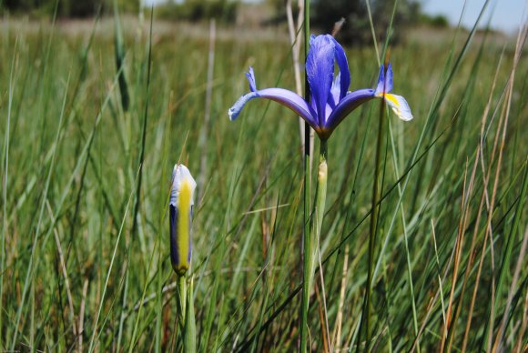 suivi Iris xiphium