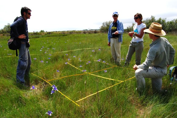 suivi Iris xiphium