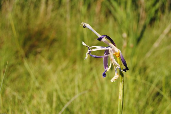 suivi Iris xiphium