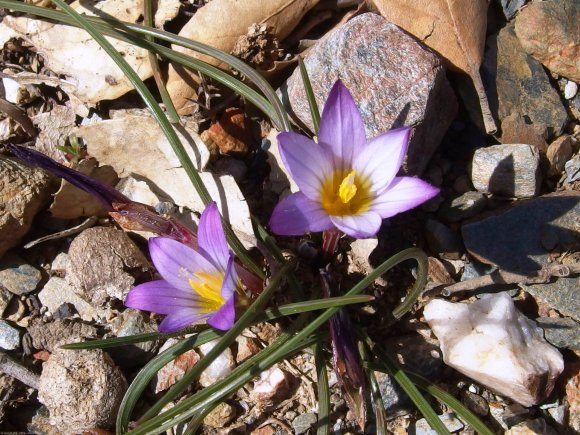 Romulea bulbocodium (L.) Sebast. & Mauri