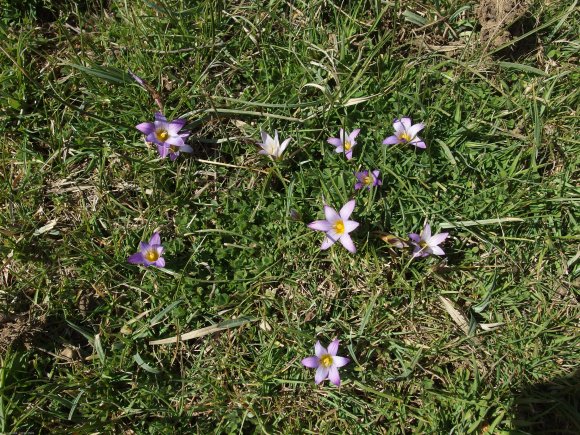 Romulea bulbocodium (L.) Sebast. & Mauri