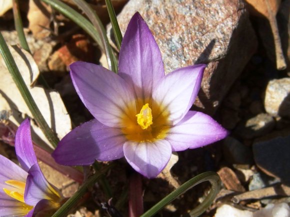 Romulea bulbocodium (L.) Sebast. & Mauri