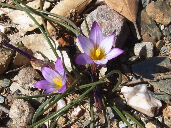 Romulea bulbocodium (L.) Sebast. & Mauri