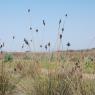 Juncus acutus L. Juncaceae - Jonc piquant