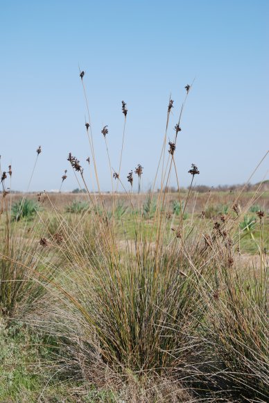 Juncus acutus L. Juncaceae - Jonc piquant