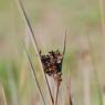 Juncus acutus L. Juncaceae - Jonc piquant