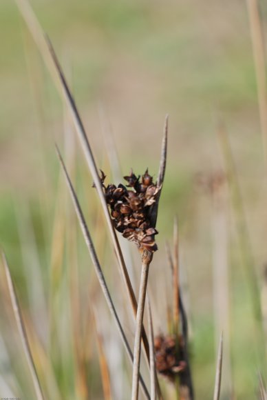 Juncus acutus L. Juncaceae - Jonc piquant