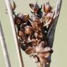 Juncus acutus L. Juncaceae - Jonc piquant