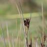 Juncus acutus L. Juncaceae - Jonc piquant