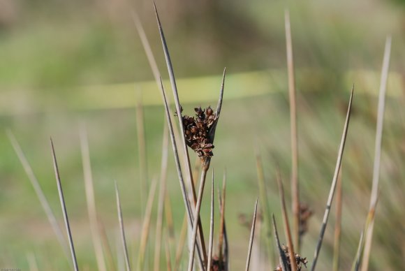 Juncus acutus L. Juncaceae - Jonc piquant