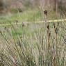 Juncus acutus L. Juncaceae - Jonc piquant