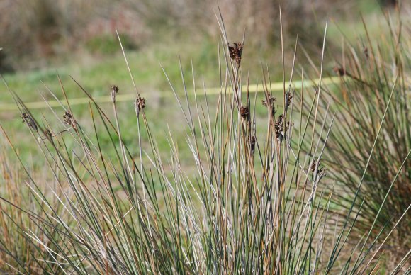 Juncus acutus L. Juncaceae - Jonc piquant