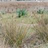 Juncus acutus L. Juncaceae - Jonc piquant