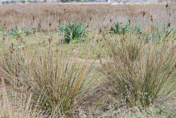 Juncus acutus L. Juncaceae - Jonc piquant