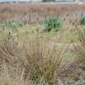 Juncus acutus L. Juncaceae - Jonc piquant