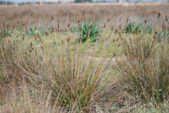 Juncus acutus L. Juncaceae - Jonc piquant