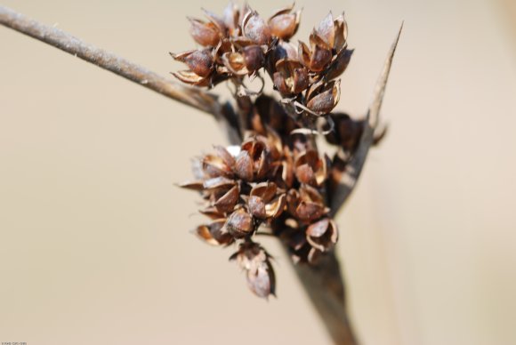 Juncus acutus L. Juncaceae - Jonc piquant