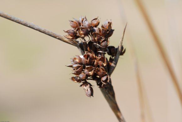 Juncus acutus L. Juncaceae - Jonc piquant