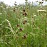 Juncus articulatus