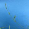 Juncus bufonius