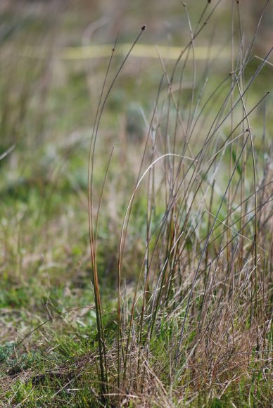 Juncus conglomeratus L. Juncaceae - Jonc aggloméré