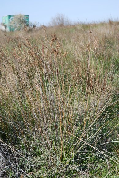 Juncus maritimus Lam. Juncaceae - Jonc maritime