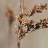 Juncus maritimus Lam. Juncaceae - Jonc maritime