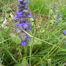 Ajuga genevensis L. Lamiaceae Bugle de Genève