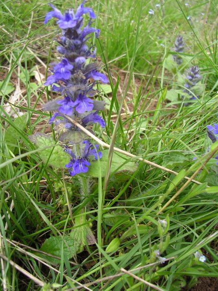 Ajuga genevensis L. Lamiaceae Bugle de Genève