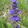 Ajuga genevensis L. Lamiaceae Bugle de Genève