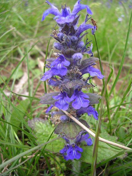 Ajuga genevensis L. Lamiaceae Bugle de Genève