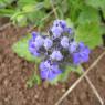 Ajuga genevensis L. Lamiaceae Bugle de Genève