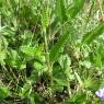 Betonica officinalis L. Lamiaceae - Epiaire officinale