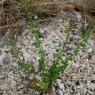 Clinopodium nepeta (L.) Kuntze Lamiaceae - Calament népéta