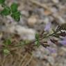 Clinopodium nepeta (L.) Kuntze Lamiaceae - Calament népéta